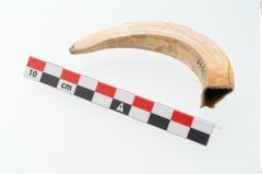 Foto von Eberzahn (NHMW-PRAE-003433d)